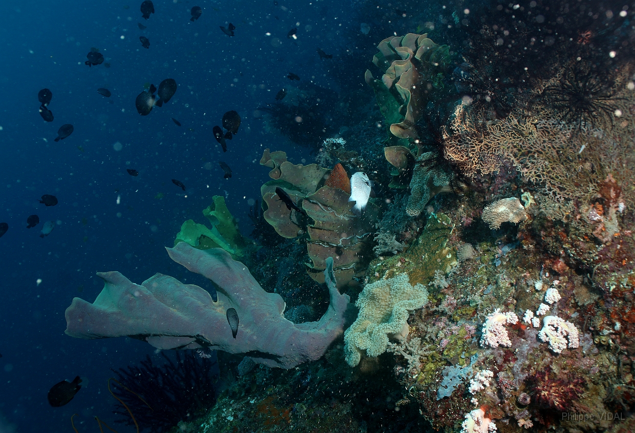 Raja Ampat 2016 - Corail - IMG_4075_rc.jpg